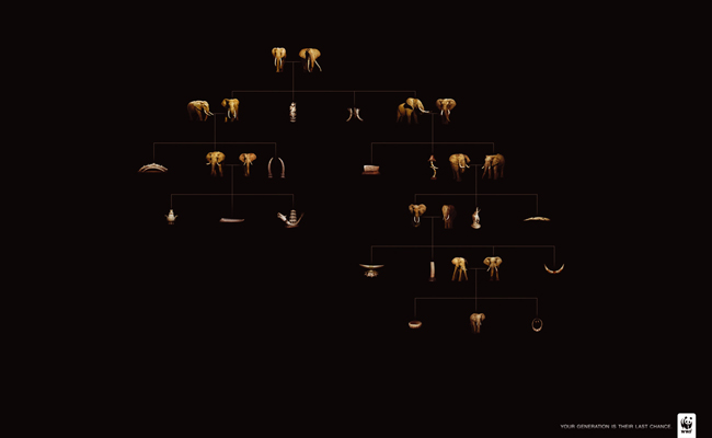 Elephant Family Tree